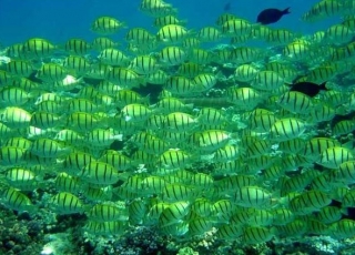  Buceo único en Toulouse 